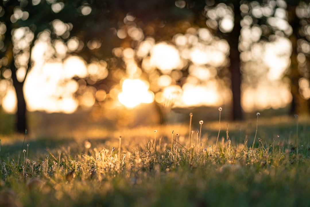 green-grass-during-golden-hour-wz2v1j2a1k8